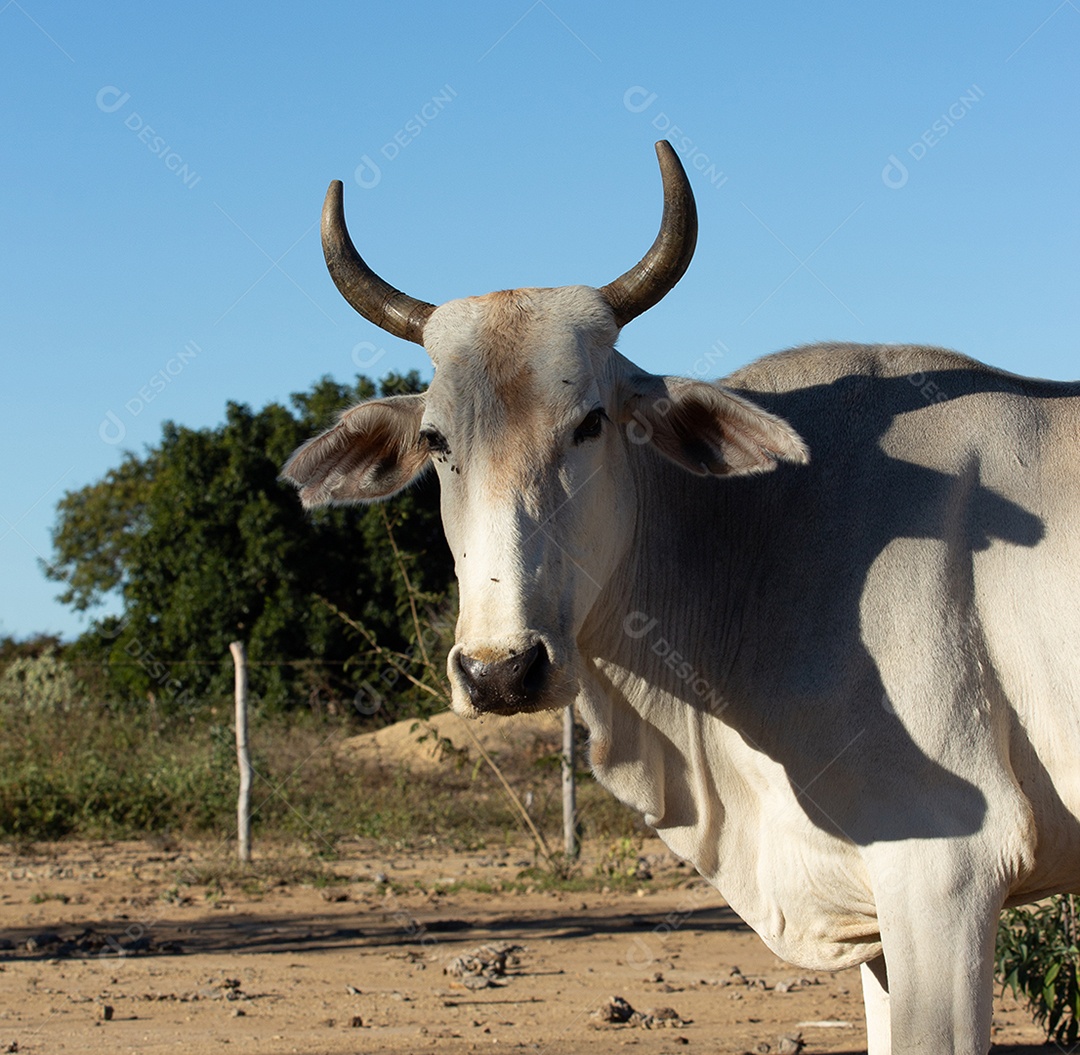 boi nelore na fazenda