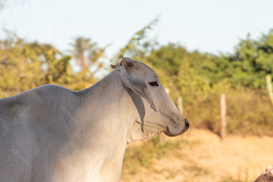 boi nelore na fazenda
