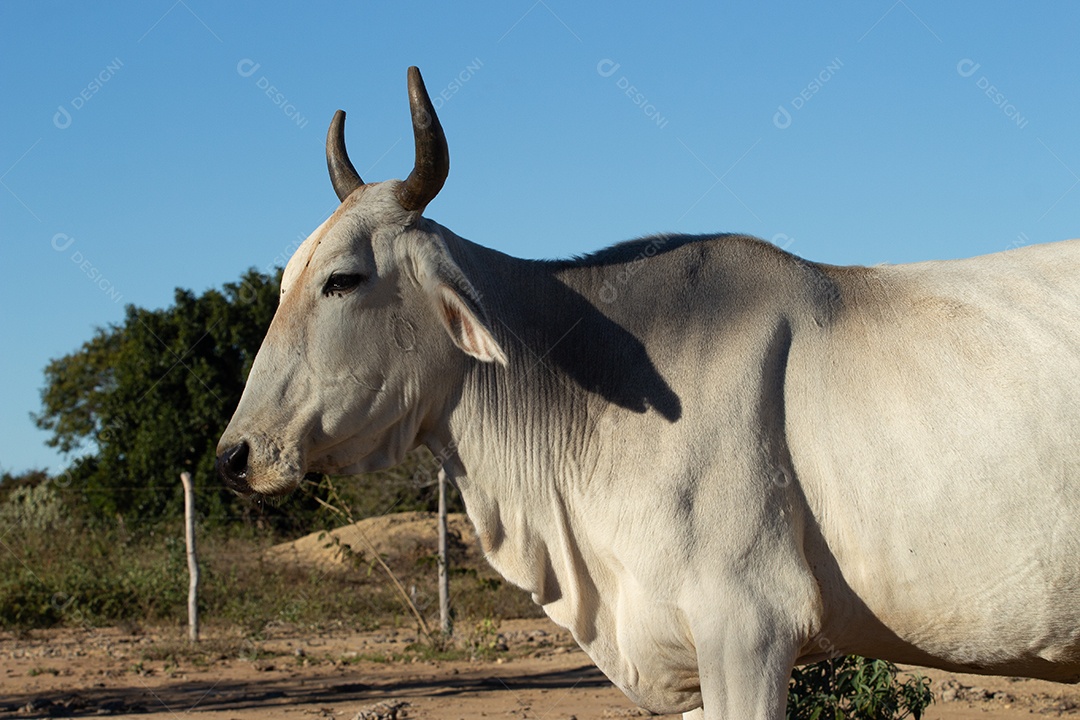 boi nelore na fazenda