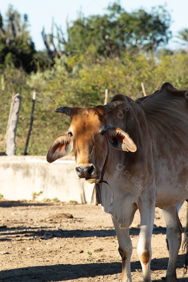 boi na fazenda