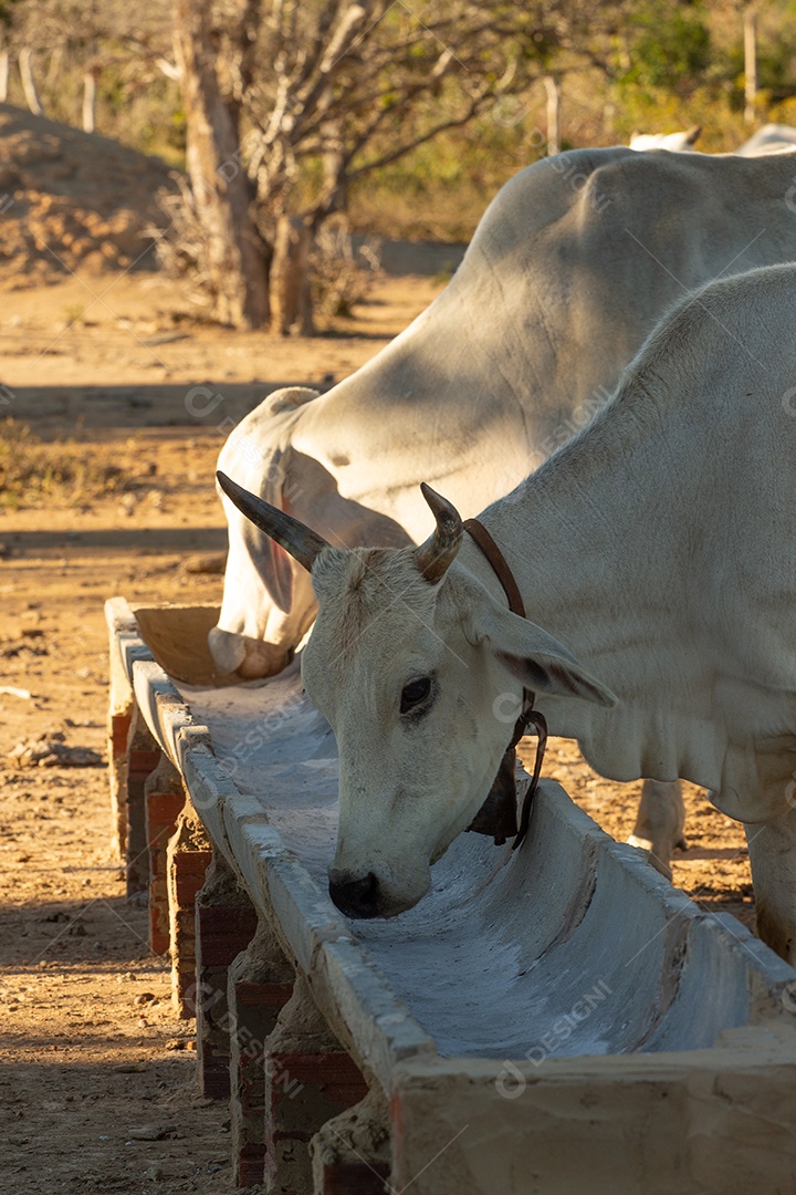 Gado na fazenda comendo sobre cocho animal