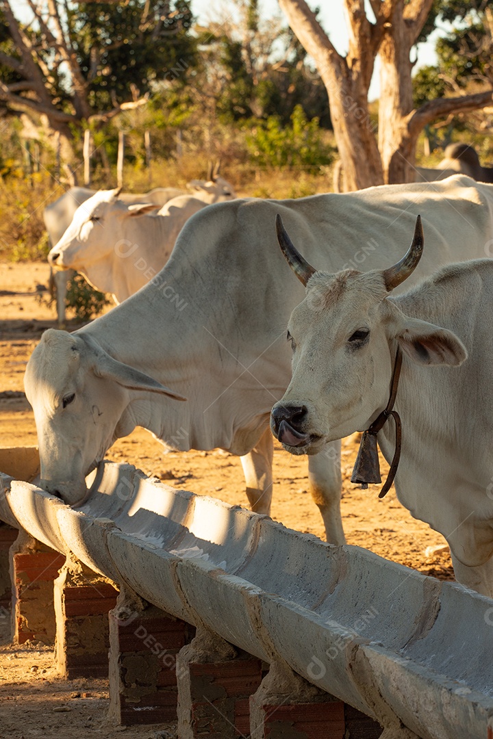 Gado na fazenda comendo sobre cocho animal