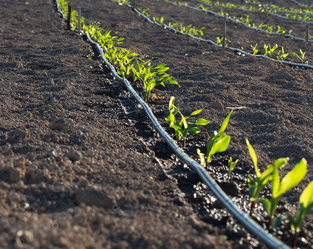 Plantação sobre terra preparada quitaria