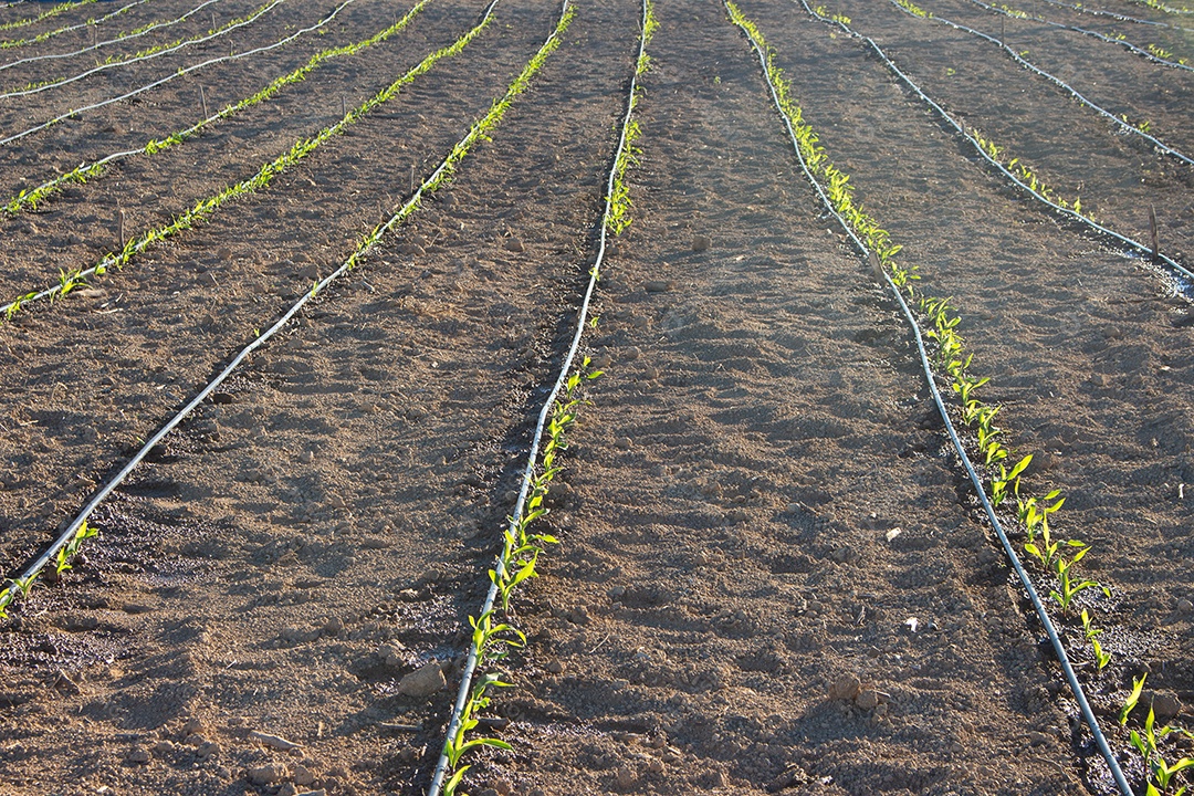 Plantação sobre terra preparada quitaria