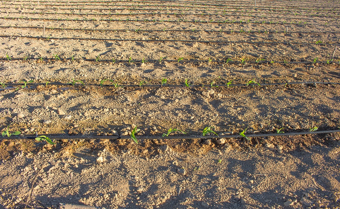 Plantação sobre terra preparada quitaria