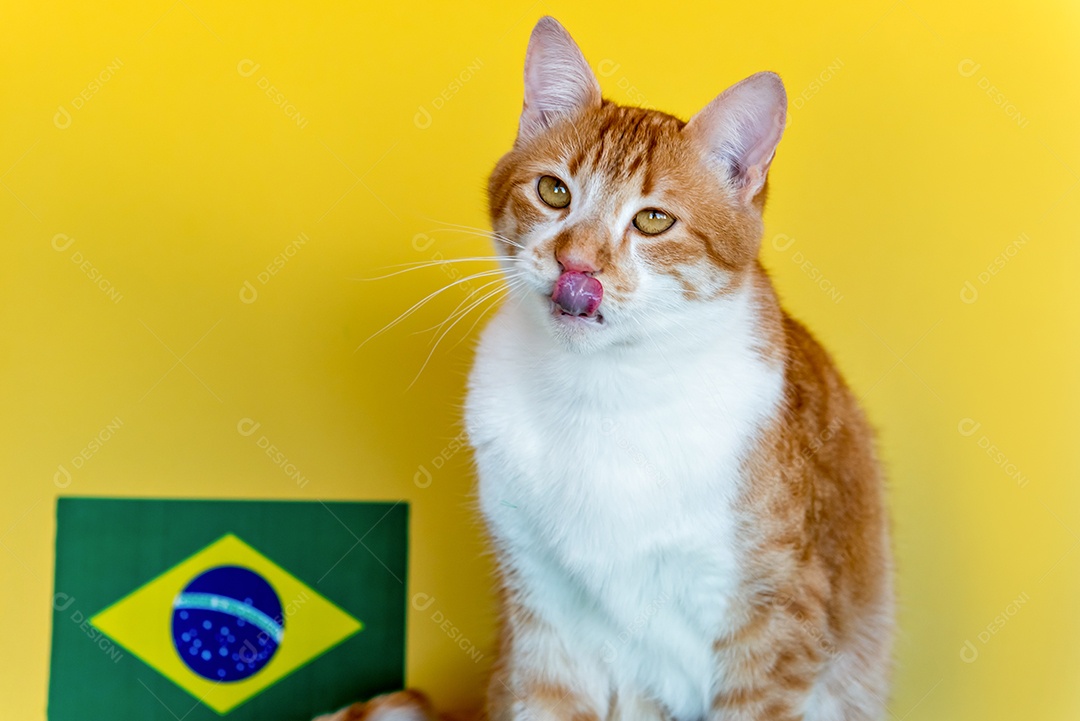 Gato amarelo com língua de fora em fundo amarelo ao lado do Braz