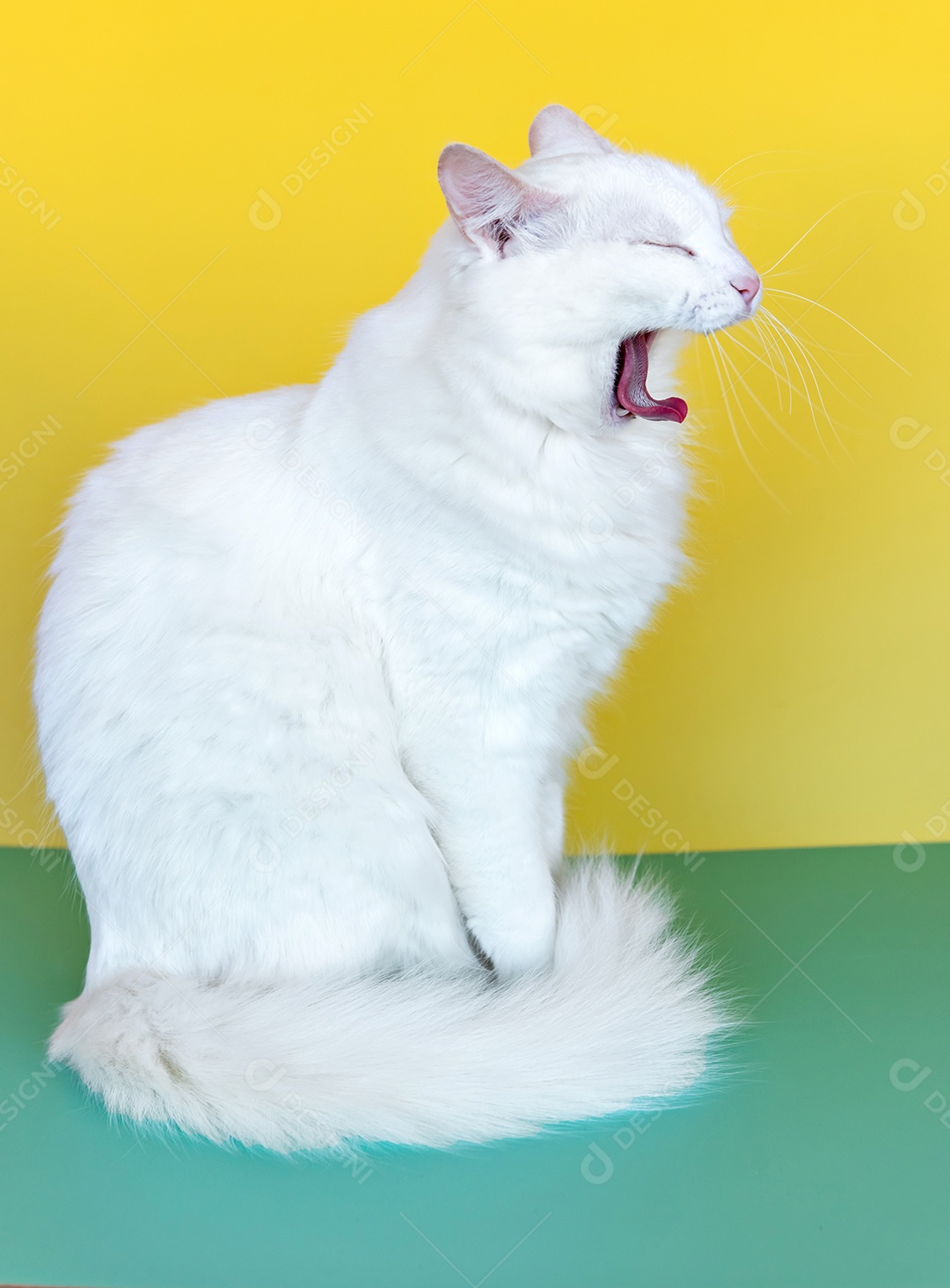 Gato branco bocejando em fundo verde e amarelo