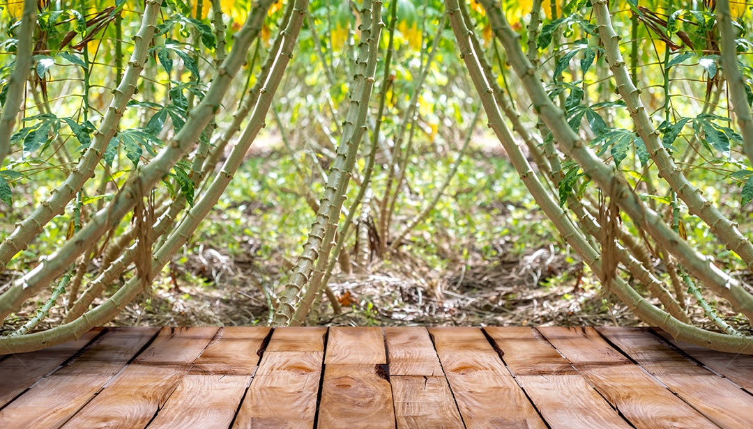 Belo piso de madeira e fundo de natureza de campo de mandioca