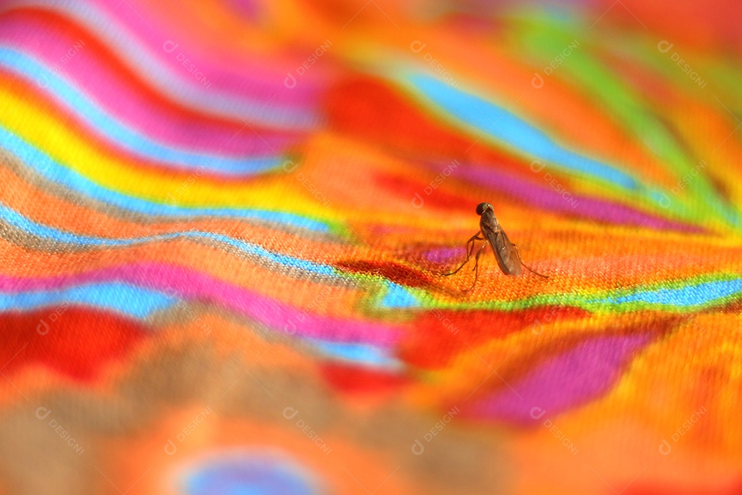 Inseto sobre superfície colorida
