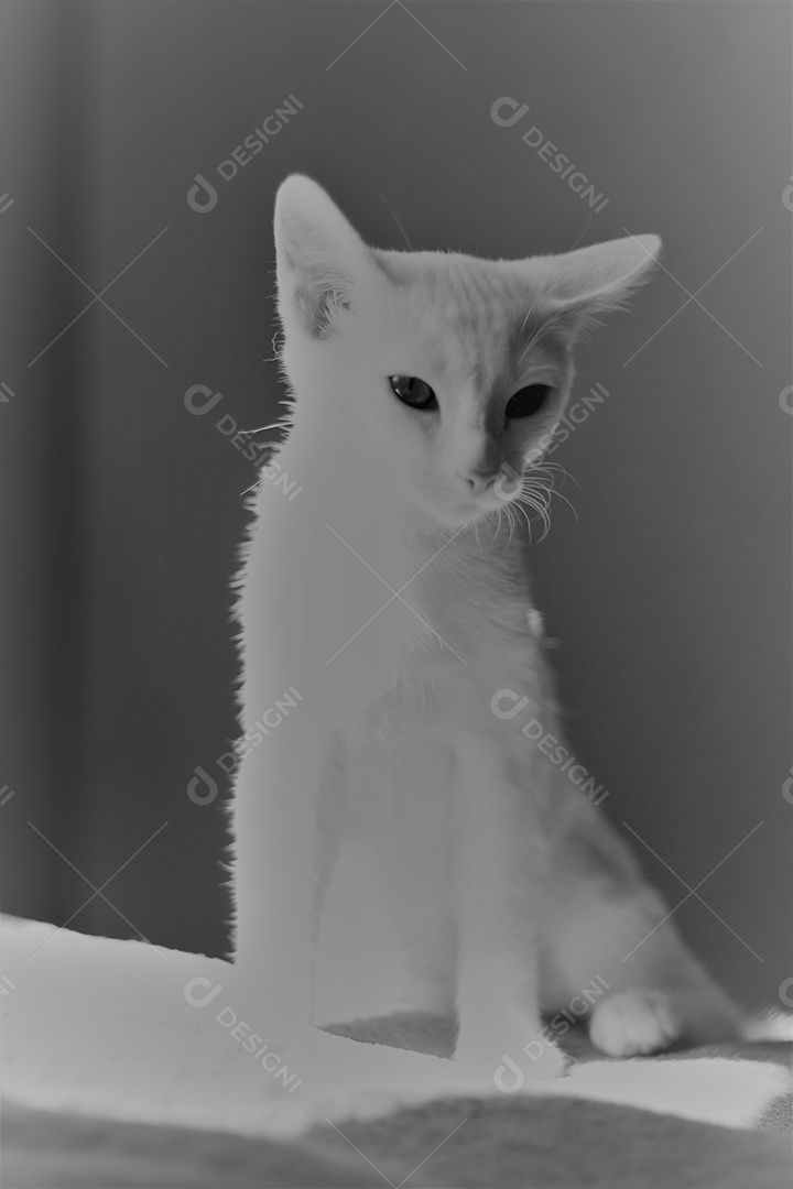 Filhote de gato branco sobre fundo desfocado