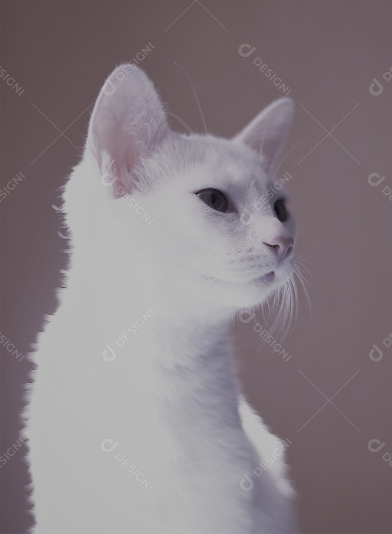 Filhote de gato branco sobre fundo desfocado