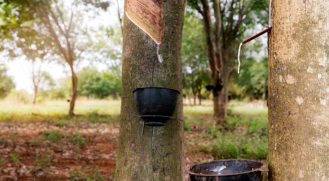 Extração da borracha no jardim da seringueira. Látex natural extraído