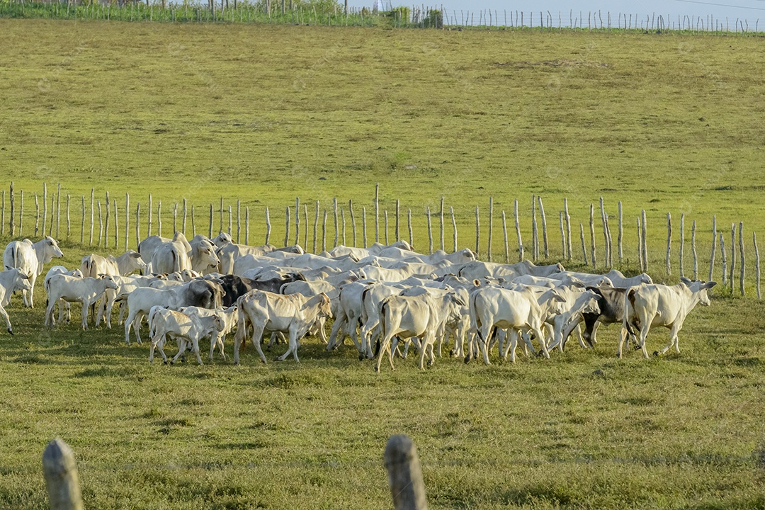 Gado. Rebanho de gado Nelore no pasto, no final da tarde. pecuária brasileira.