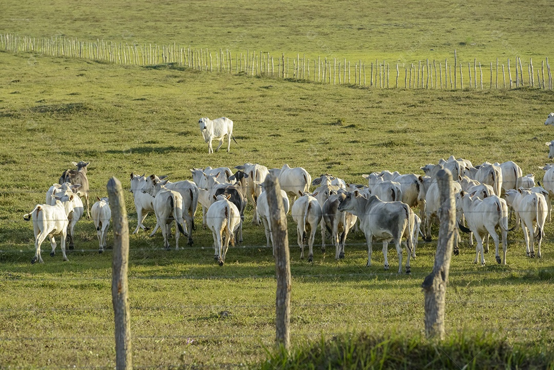 Gado. Rebanho de gado Nelore no pasto, no final da tarde. pecuária brasileira.