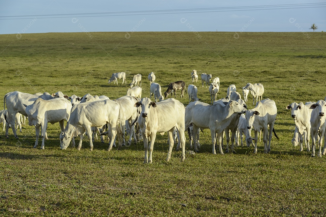 Gado. Rebanho de gado Nelore no pasto, no final da tarde. pecuária brasileira.