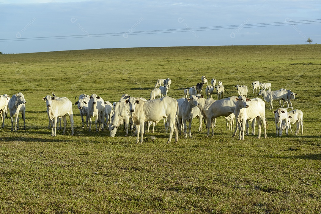 Gado. Rebanho de gado Nelore no pasto, no final da tarde. pecuária brasileira.