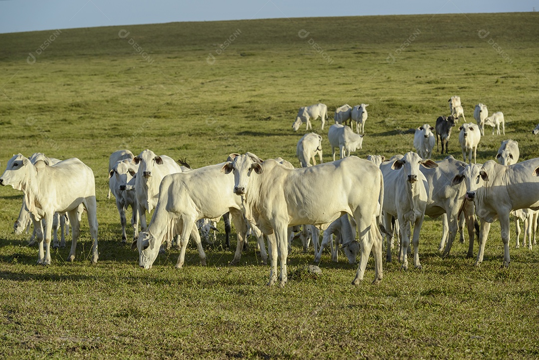 Gado. Rebanho de gado Nelore no pasto, no final da tarde. pecuária brasileira.