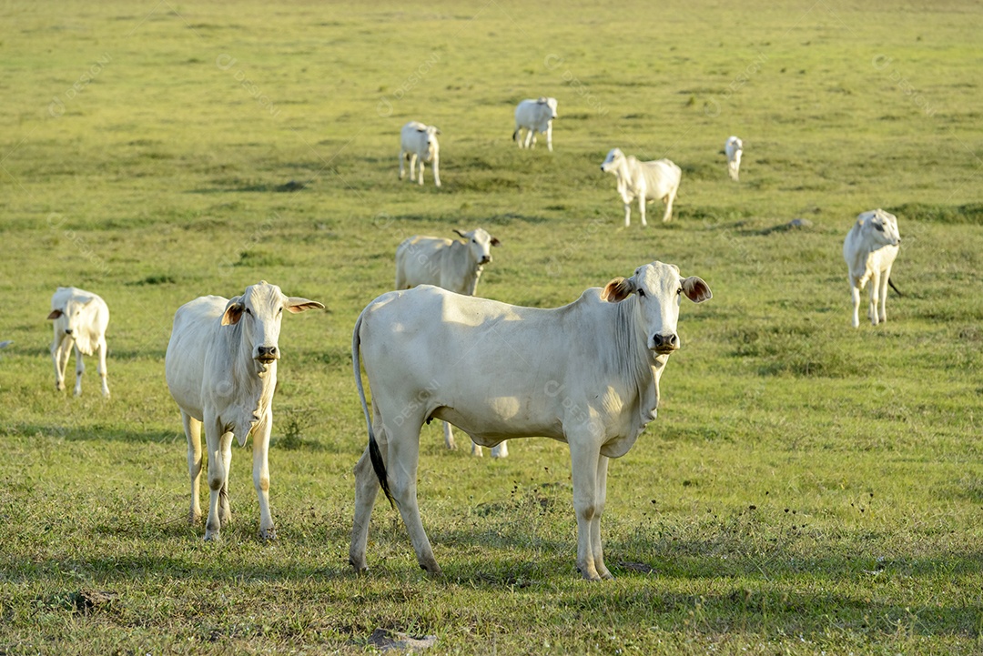 Gado. Rebanho de gado Nelore no pasto, no final da tarde. pecuária brasileira.