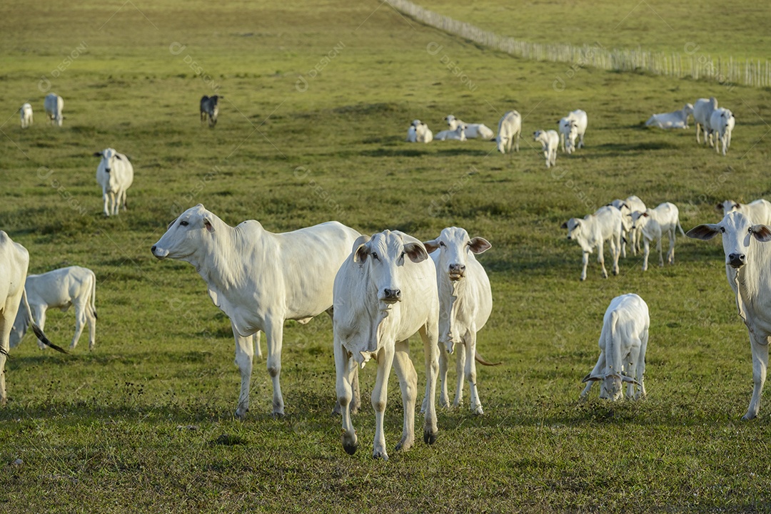 Gado. Rebanho de gado Nelore no pasto, no final da tarde. pecuária brasileira.