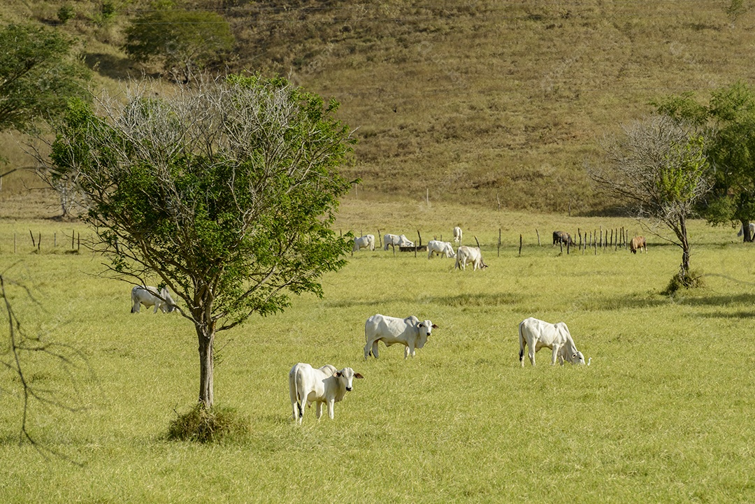 Gado. Rebanho de gado Nelore no pasto, no final da tarde. pecuária brasileira.