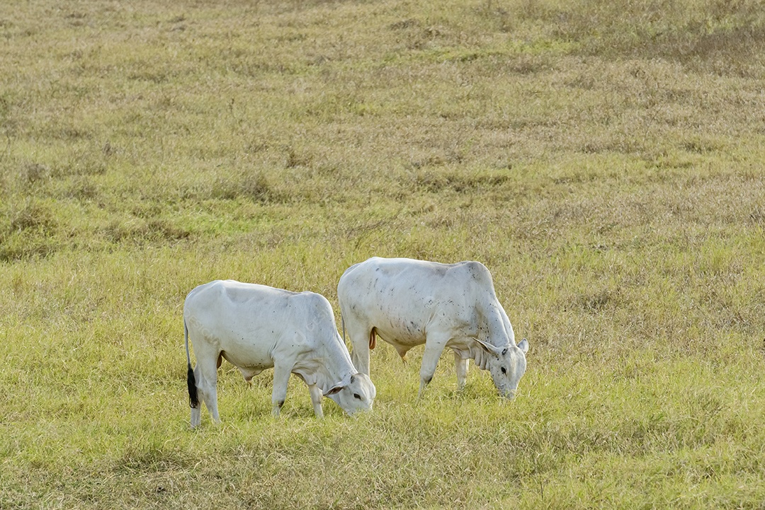 Gado. Rebanho de gado Nelore no pasto, no final da tarde. pecuária brasileira.