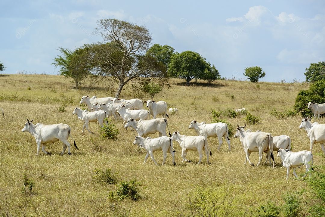 Gado Nelore a pasto, em Campina Grande Pecuária no Semiárido do Nordeste do Brasil.