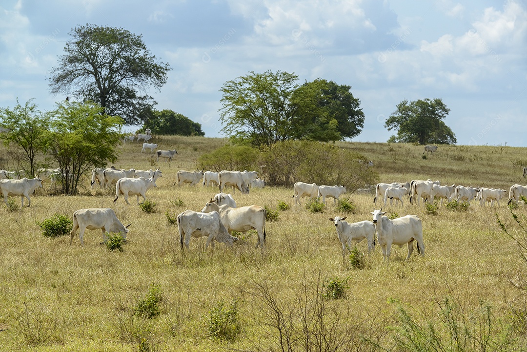 Gado Nelore a pasto, em Campina Grande Pecuária no Semiárido do Nordeste do Brasil.