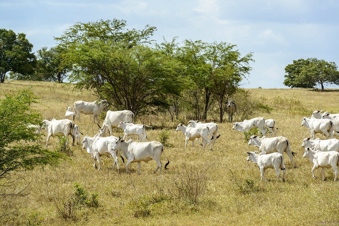 Gado Nelore a pasto, em Campina Grande Pecuária no Semiárido do Nordeste do Brasil.