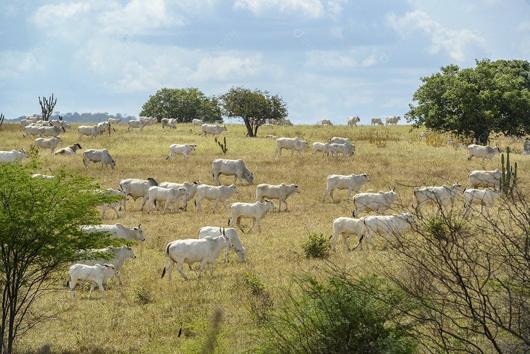 Gado Nelore a pasto, em Campina Grande Pecuária no Semiárido do Nordeste do Brasil.