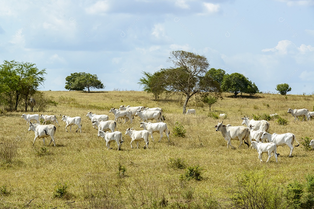 Gado Nelore a pasto, em Campina Grande Pecuária no Semiárido do Nordeste do Brasil.