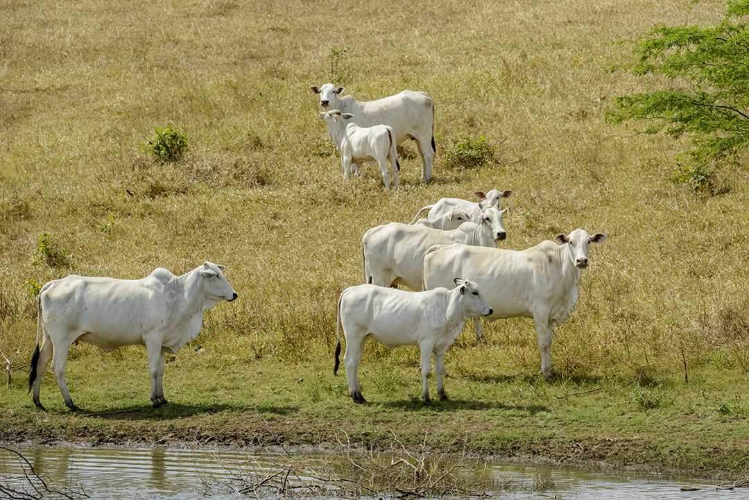 Gado Nelore a pasto, em Campina Grande Pecuária no Semiárido do Nordeste do Brasil.