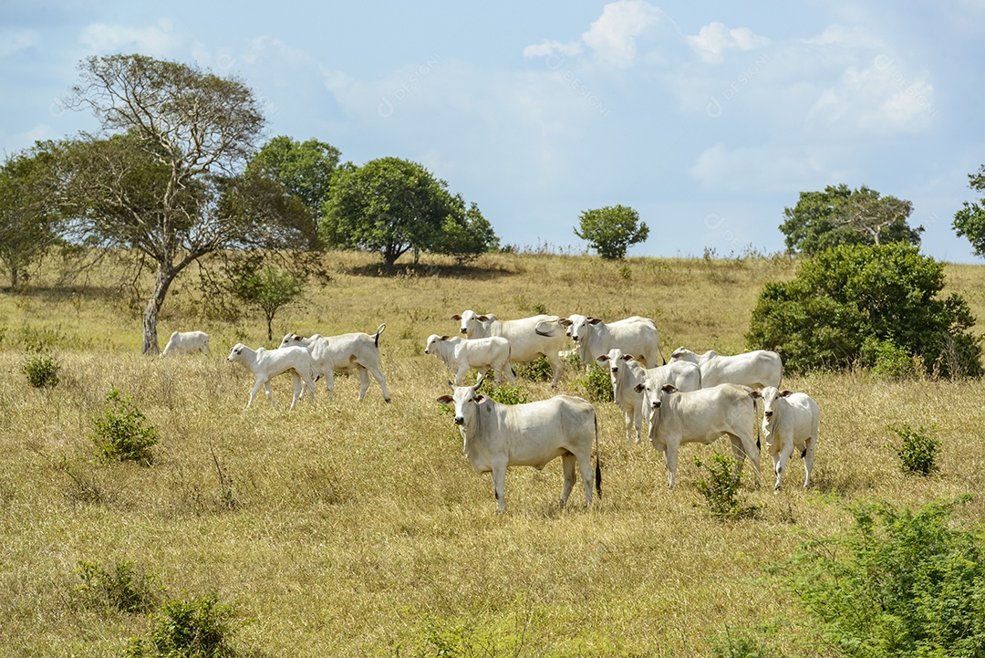 Gado Nelore a pasto, em Campina Grande Pecuária no Semiárido do Nordeste do Brasil.