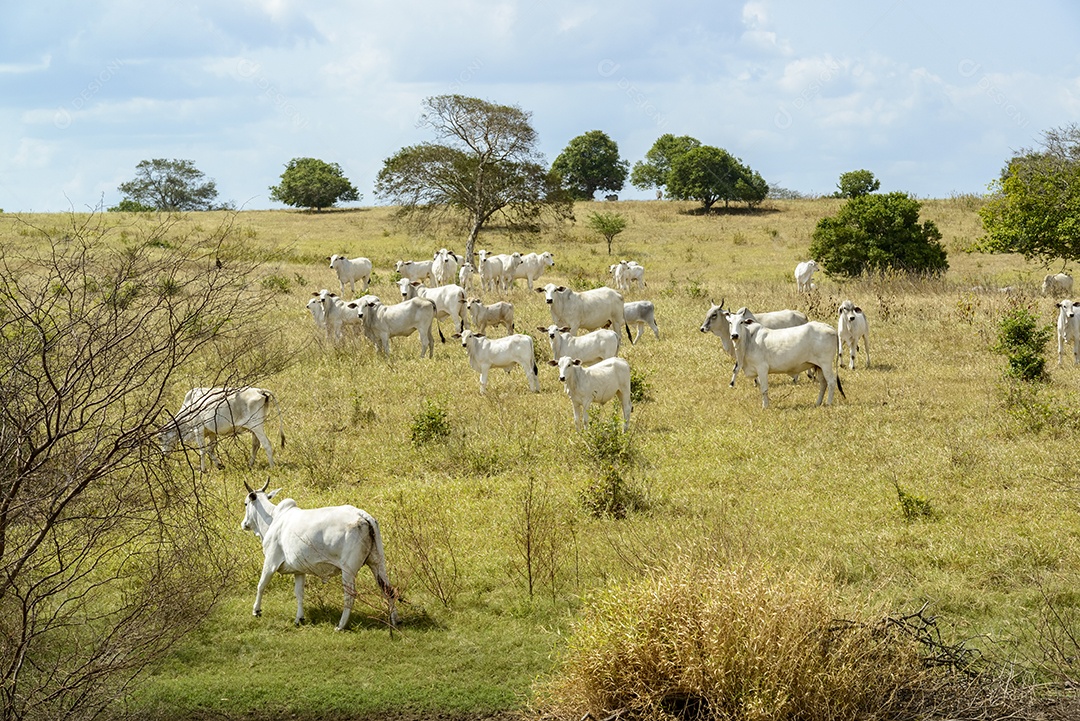 Gado Nelore a pasto, em Campina Grande Pecuária no Semiárido do Nordeste do Brasil.