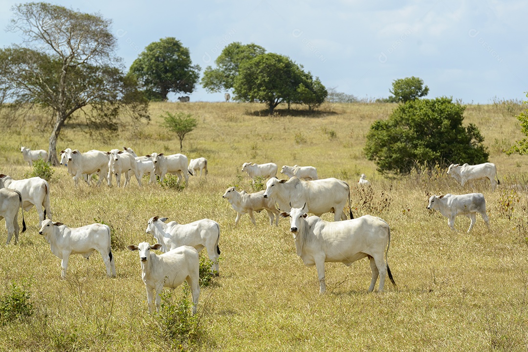 Gado Nelore a pasto, em Campina Grande Pecuária no Semiárido do Nordeste do Brasil.