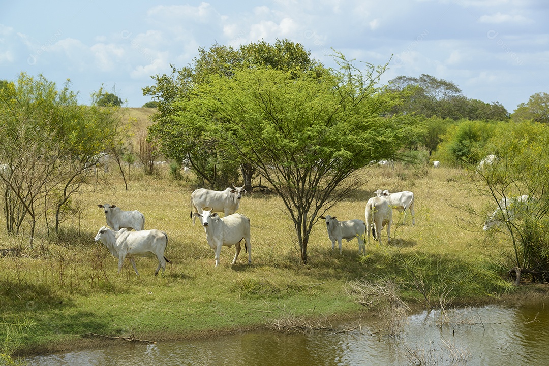 Gado Nelore a pasto, em Campina Grande Pecuária no Semiárido do Nordeste do Brasil.