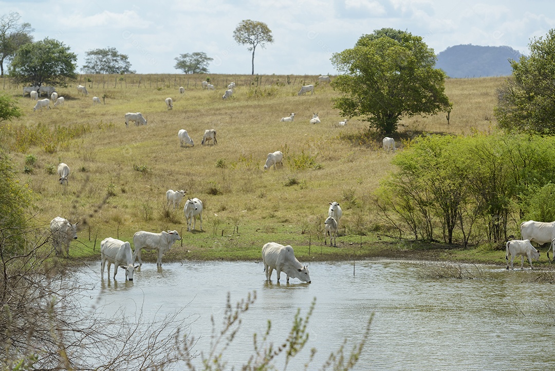 Gado Nelore a pasto, em Campina Grande Pecuária no Semiárido do Nordeste do Brasil.