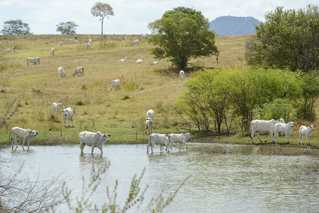 Gado Nelore a pasto, em Campina Grande Pecuária no Semiárido do Nordeste do Brasil.