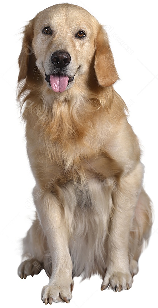 Cão Golden Retriever em pé jogando no fundo branco isolado.