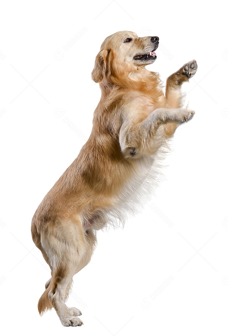 Cão Golden Retriever em pé jogando no fundo branco isolado.