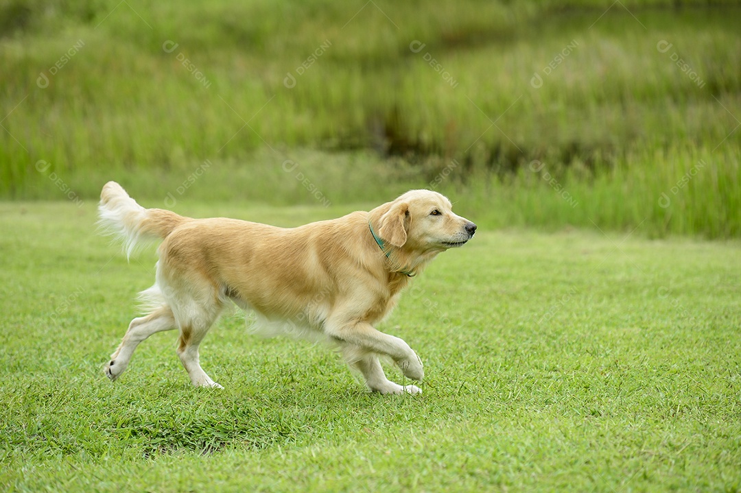 Cão Golden Retriever correndo na grama verde