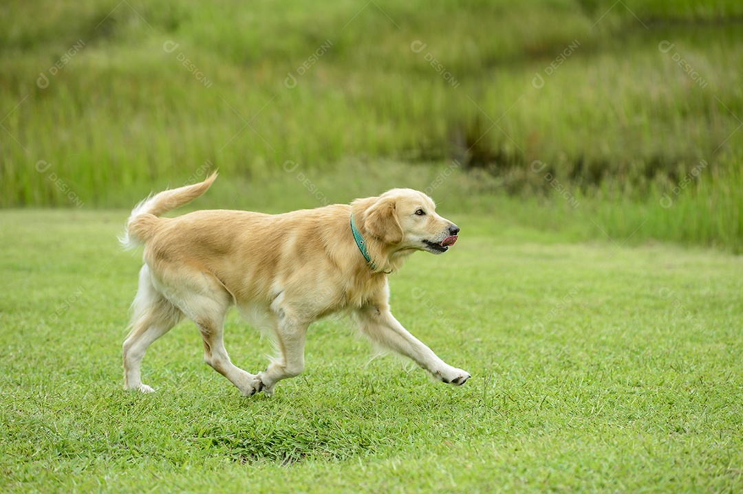 Cão Golden Retriever correndo na grama verde