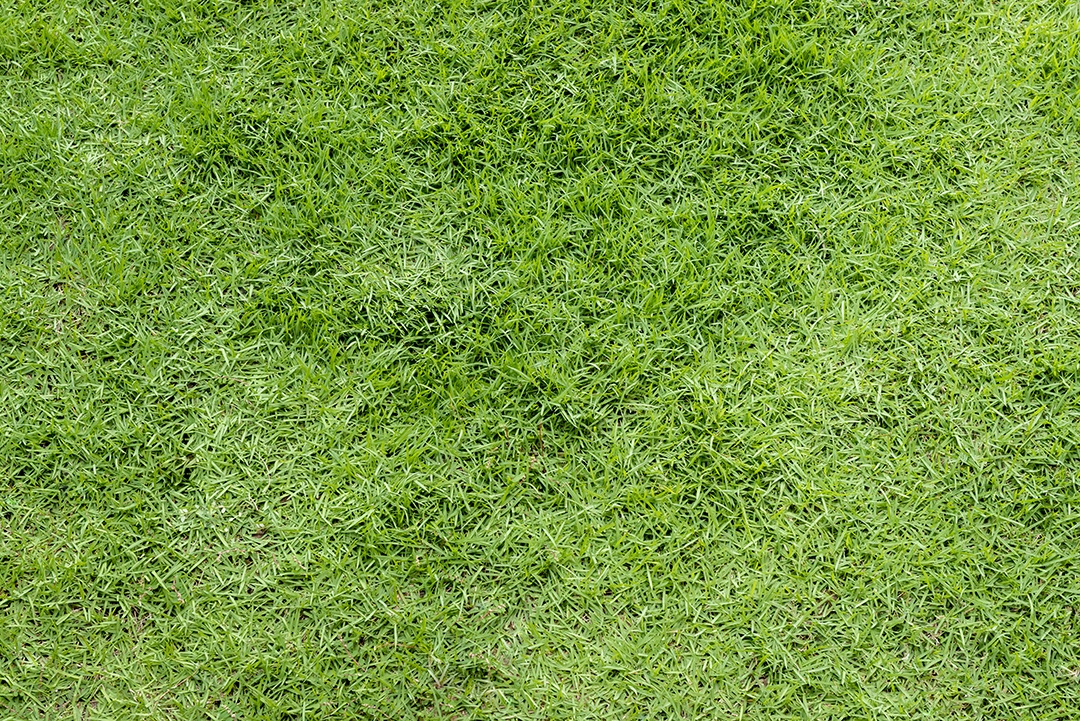 Grama fresca verde formando textura e fundo