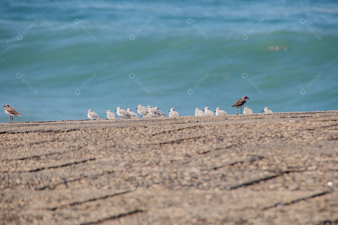 Seagull bird outdoors on a rock in Rio de Janeiro, Brazil.