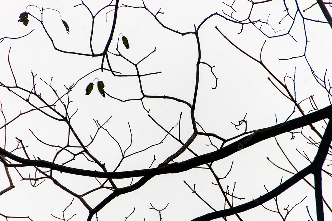 Silhueta de um galho de árvore no Rio de Janeiro.