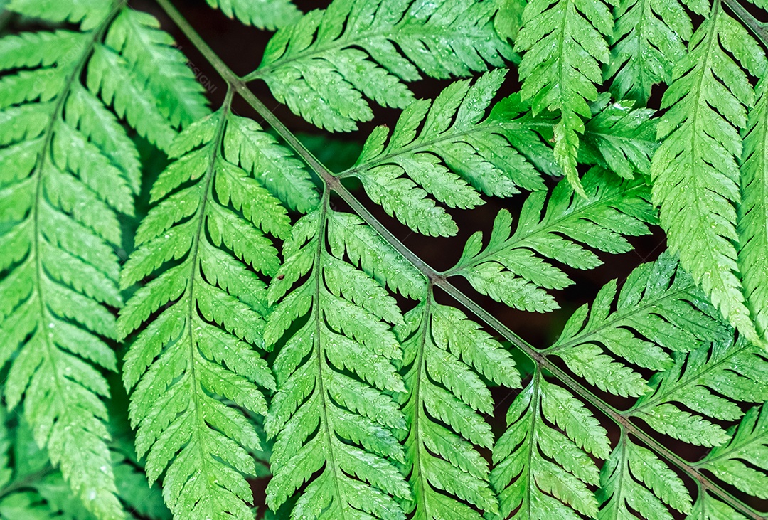 Textura de planta verde da floresta tropical da folha da samambaia