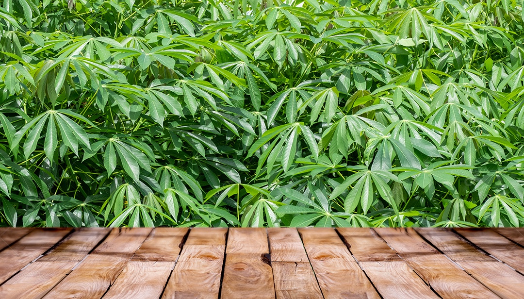 Belo piso de madeira e fundo de natureza de campo de mandioca