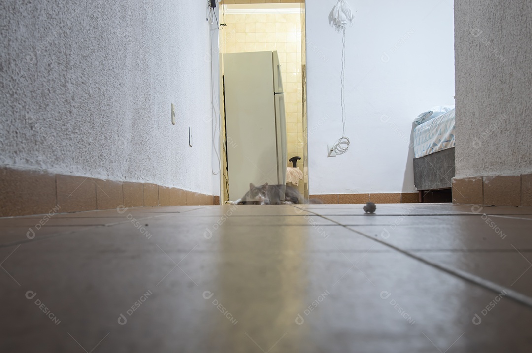 Corredor com pequeno gato ao fundo, foto com luz natural.