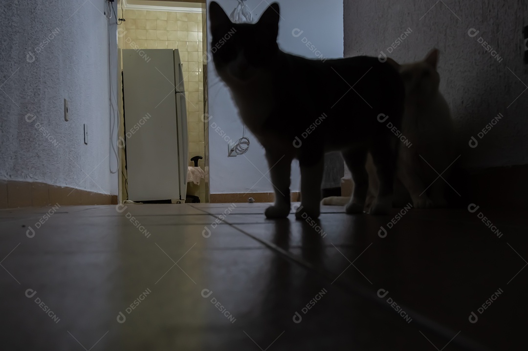 Sombra de gatos em um corredor com fundo iluminado à esquerda.