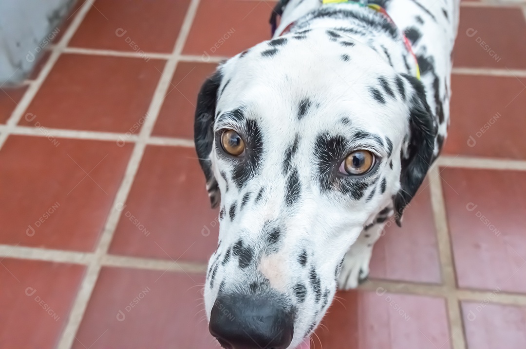Cão dalmata fêmea e feliz com uma coleira colorida representando as cores LGBTQIA+.