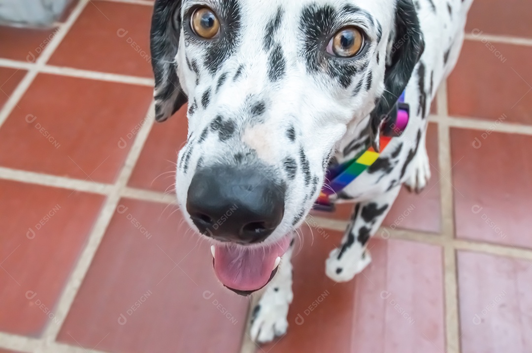 Cão dalmata fêmea e feliz com uma coleira colorida representando as cores LGBTQIA+.